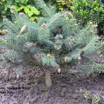 Picea pungens 'Hermann Naue'