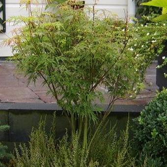 Acer palmatum 'Dissectum'