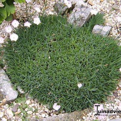 Dianthus 'Whatfield Wisp' - 