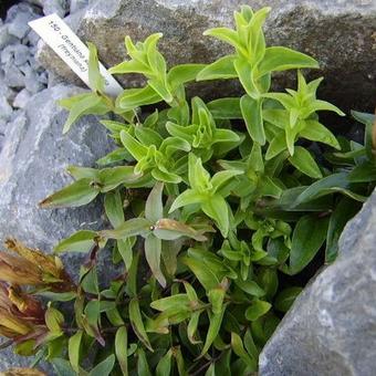 Gentiana septemfida