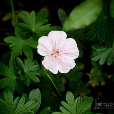 Geranium sanguineum 'Compactum' - Geranium sanguineum 'Compactum'