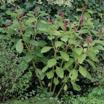 Phytolacca acinosa