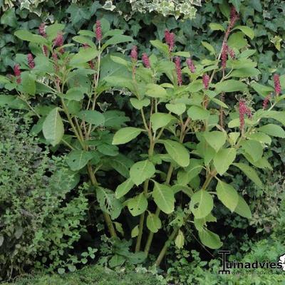 Indische Kermesbeere - Phytolacca acinosa