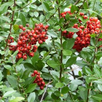 Pyracantha coccinea 'Red Column'