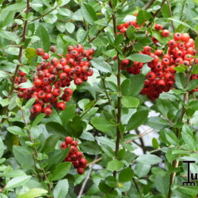 Pyracantha coccinea 'Red Column' - 