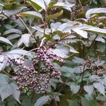 Sambucus nigra 'Black Beauty' - 