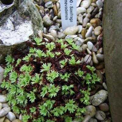 Saxifraga nevadensis - 