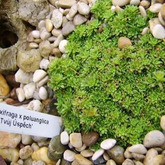 Saxifraga x poluanglica 'Tvuj Uspech'