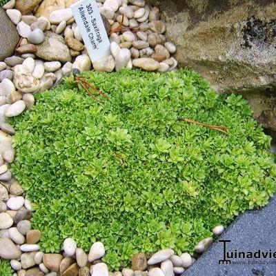 Saxifraga 'Allendale Charm' - 