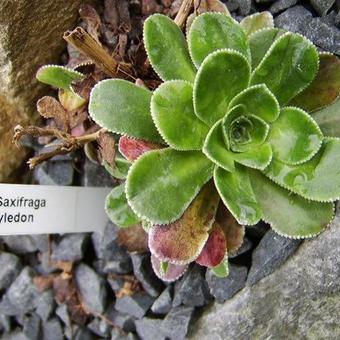 Saxifraga cotyledon