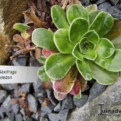 Saxifraga cotyledon - 