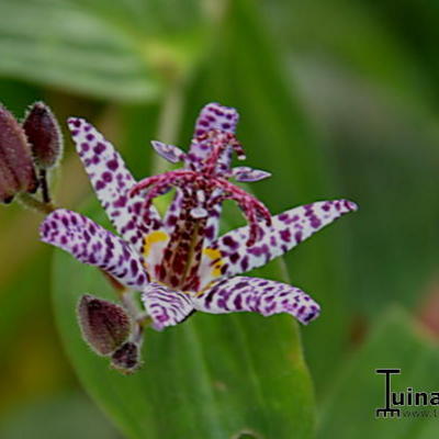 Tricyrtis formosana 'Dark Beauty' - 