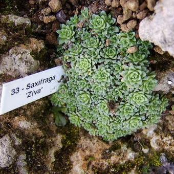 Saxifraga 'Ziva'