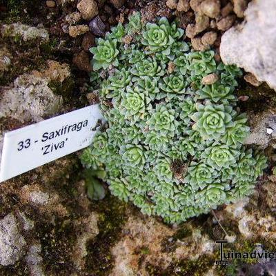 Saxifraga 'Ziva' - 