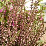 Calluna vulgaris BEAUTY LADIES 'Sharon' - 