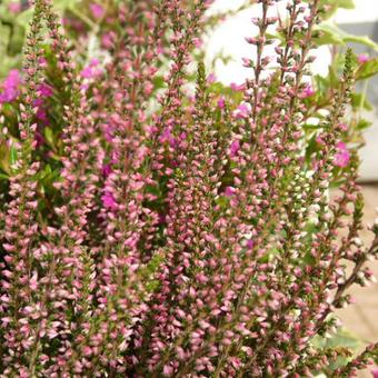 Calluna vulgaris BEAUTY LADIES 'Sharon'