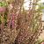 Calluna vulgaris BEAUTY LADIES 'Sharon'