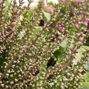 Calluna vulgaris BEAUTY LADIES 'Sharon'