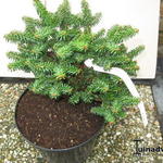 Abies balsamea 'Kiwi' - 