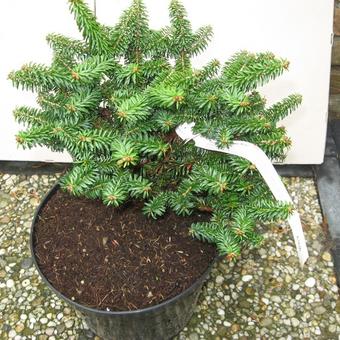 Abies balsamea 'Kiwi'