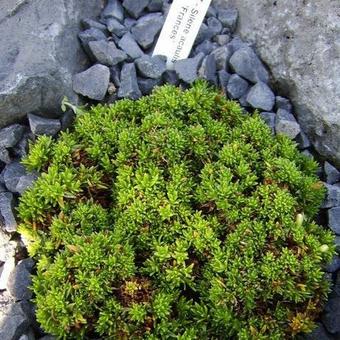 Silene acaulis 'Francis'