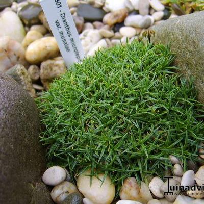 Dianthus microlepis var. musalae - 