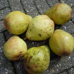 Pyrus communis 'Bonne Louise d'Avranches' - 