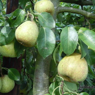 Pyrus communis 'Dubbele Philip' - 