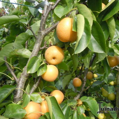 Nashi-Birne - Pyrus pyrifolia