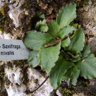 Saxifraga nivalis  - 