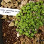 Saxifraga x poluluteo-purpurea 'Lužnice' - 