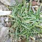 Gentiana veitchiorum - 