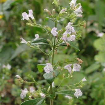 Calamintha nepeta ssp nepeta