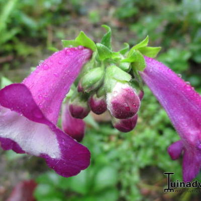 Penstemon hartwegii 'Picotee Red' - 