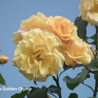 Rosa 'Goldener Olymp'