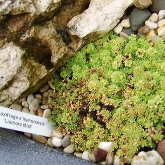 Saxifraga x lismorensis 'Lismore Mist'