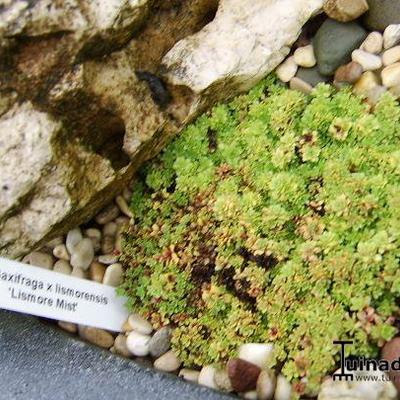 Saxifraga x lismorensis 'Lismore Mist' - 