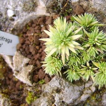 Saxifraga 'Jean'