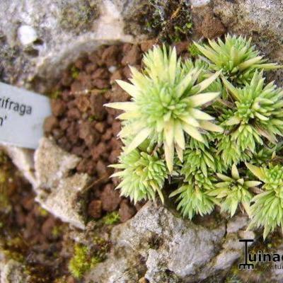 Saxifraga 'Jean' - 