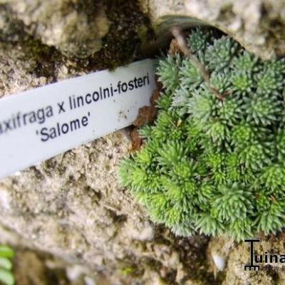 Saxifraga x lincolni-fosteri 'Salome - 