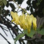 Dicentra macrocapnos - Dactylicapnos macrocapnos