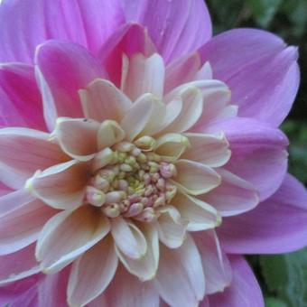 Dahlia 'Take Off'