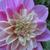 Dahlia 'Take Off'