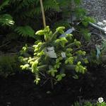 Abies pinsapo 'Aurea' - 