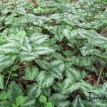 Lamium galeobdolon - Gewöhnliche Goldnessel