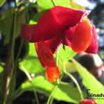 Euonymus planipes - Flachstieliger Spindelstrauch