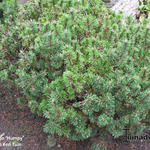 Pinus mugo 'Humpy' - 