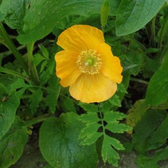 Meconopsis cambrica