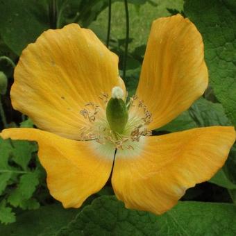 Meconopsis cambrica