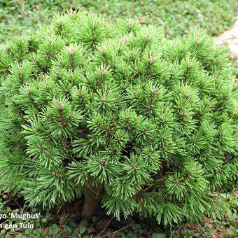 Pinus mugo subsp. mugo